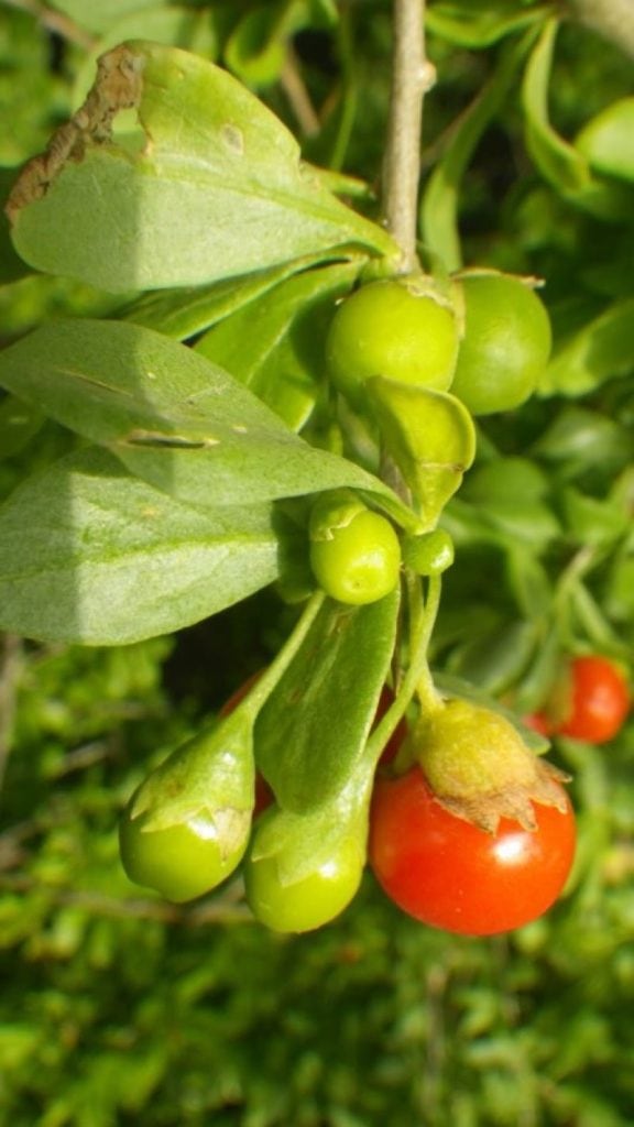 African Boxthorn