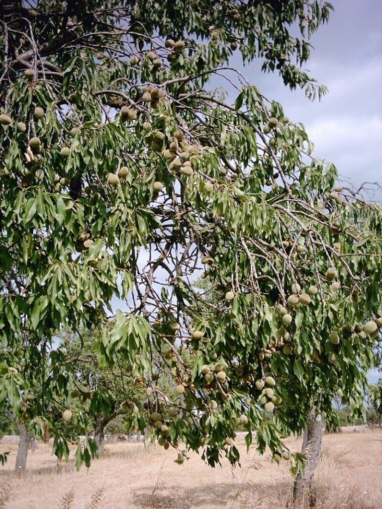 Almond Tree