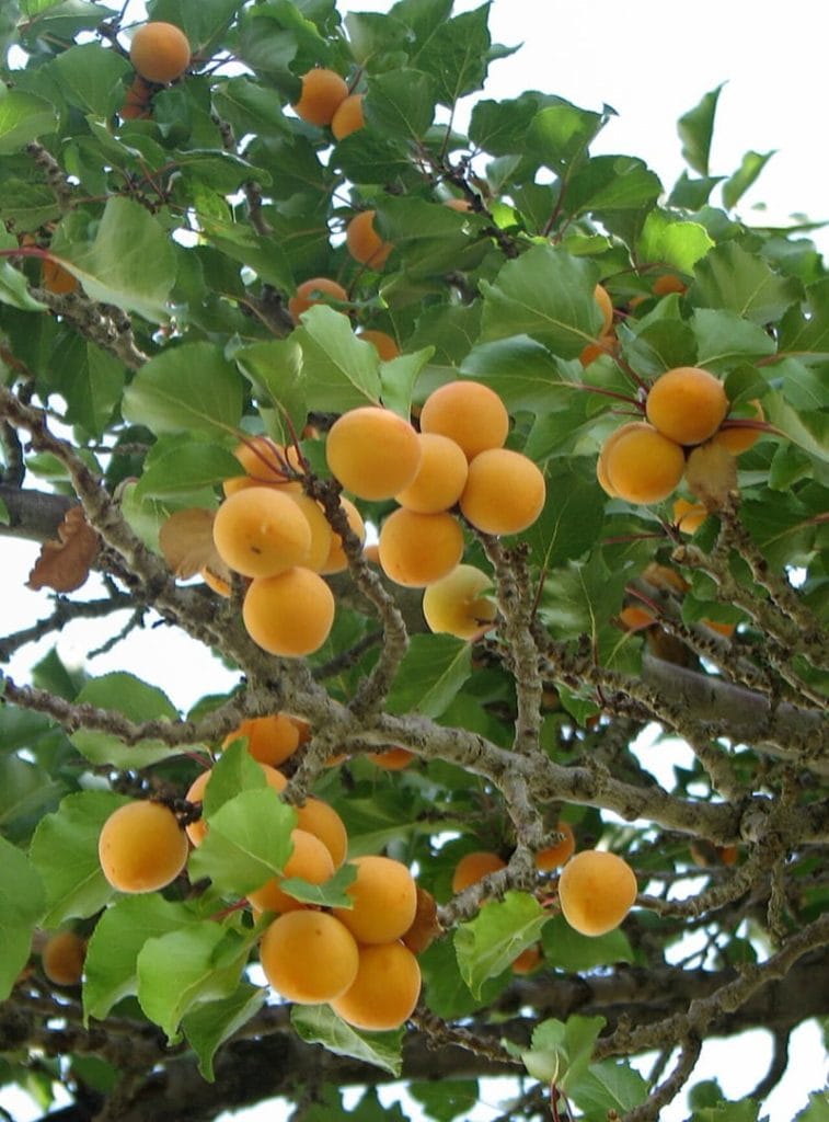 Apricot Tree