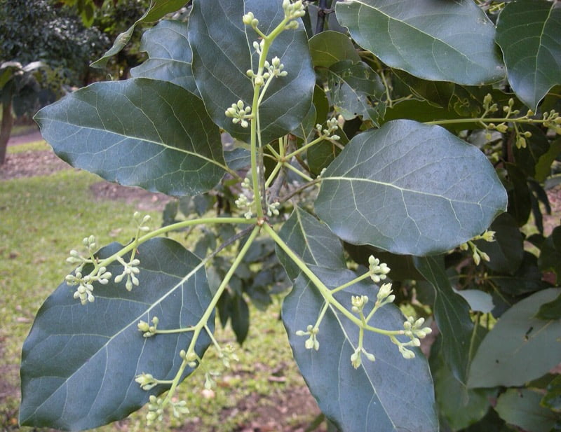 Avocado Tree