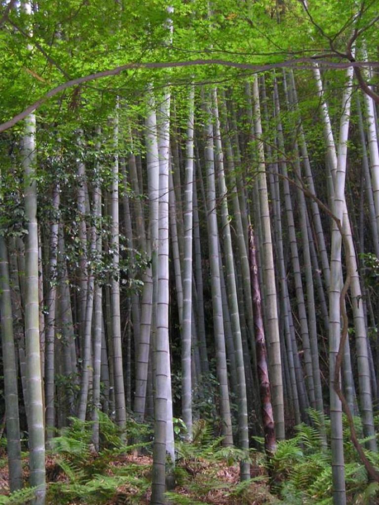 Bamboo