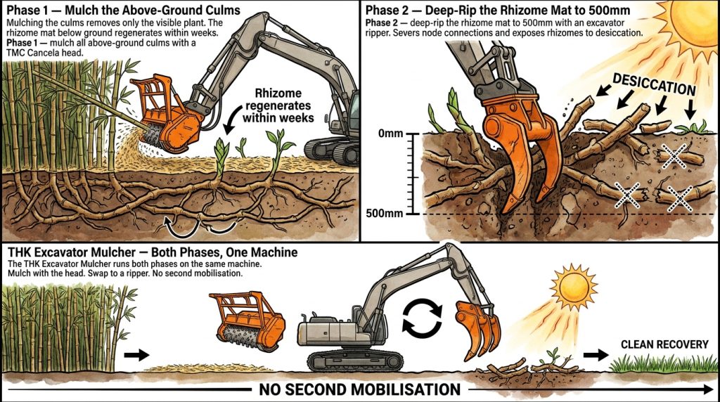 Bamboo Two Phase Clearing R