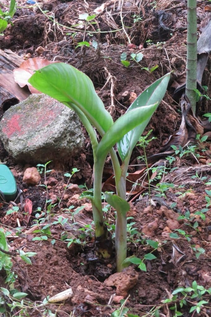 Banana Plant