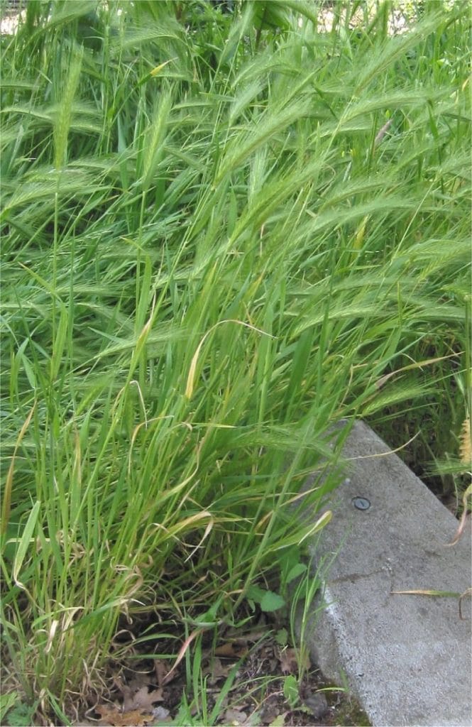 Barley Grass