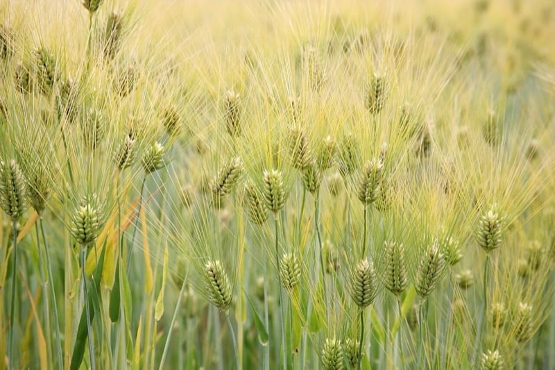 Barley Stubble