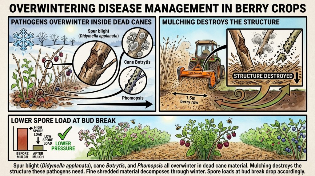 Berry Cane Disease Cycle L