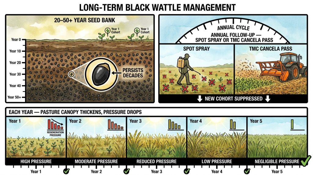 Black Wattle Seed Bank Suppression R