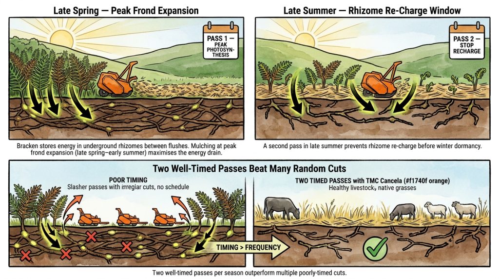 Bracken Mulching Timing L