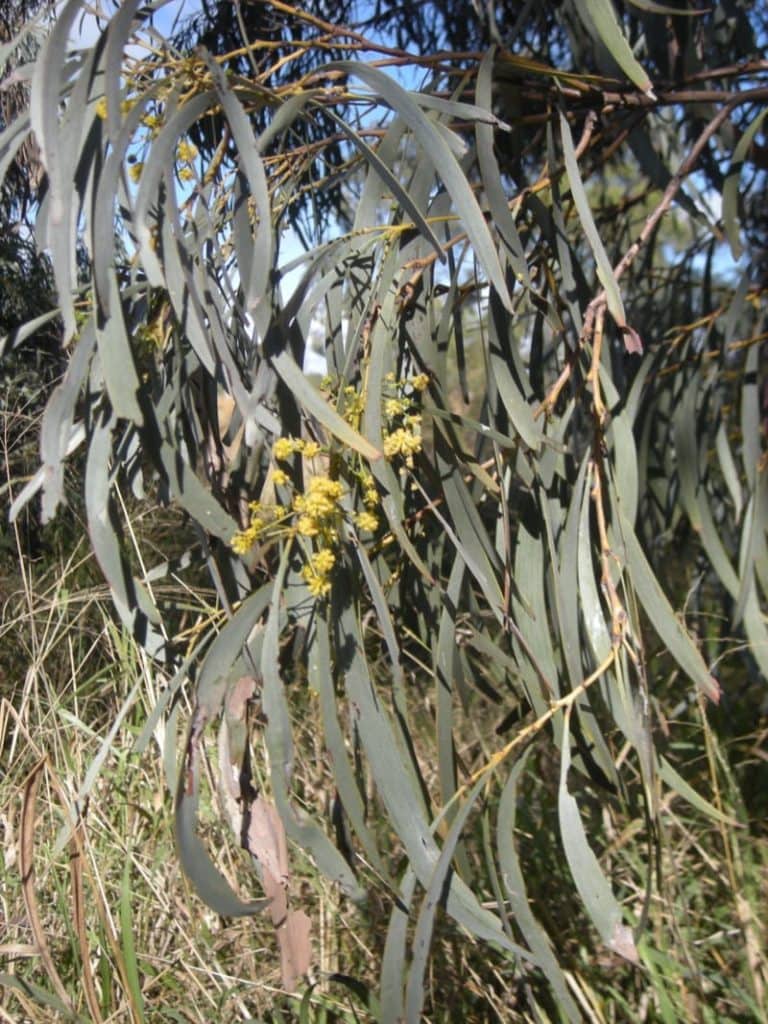 Brigalow