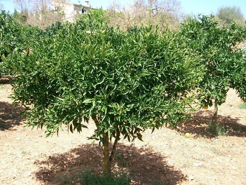 Citrus Tree