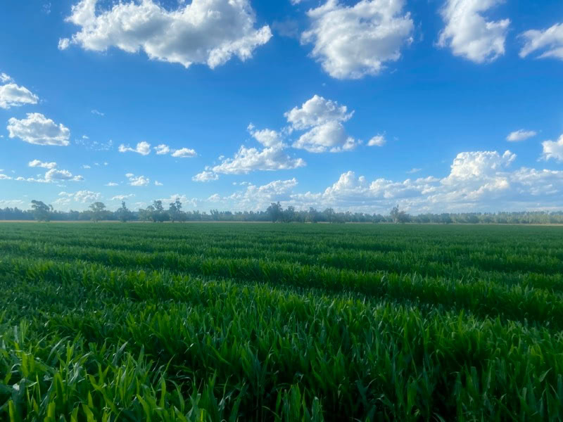 Corn