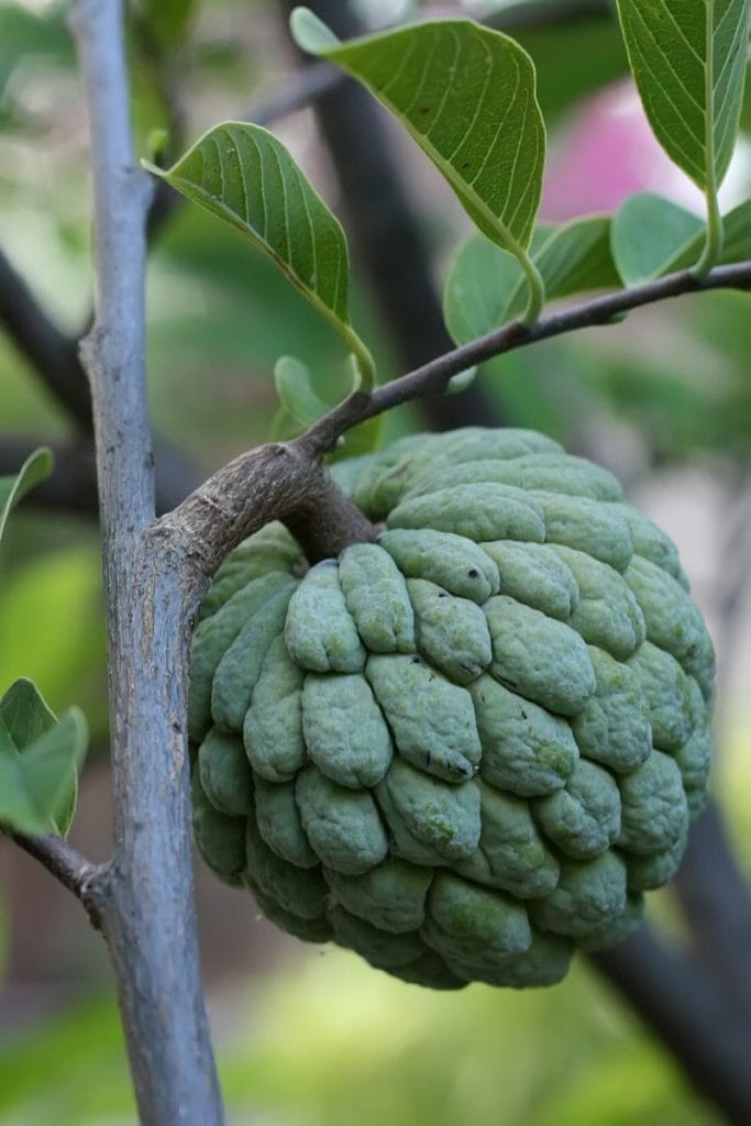 Custard Apple