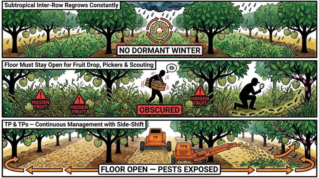 Custard Apple Inter Row Management L