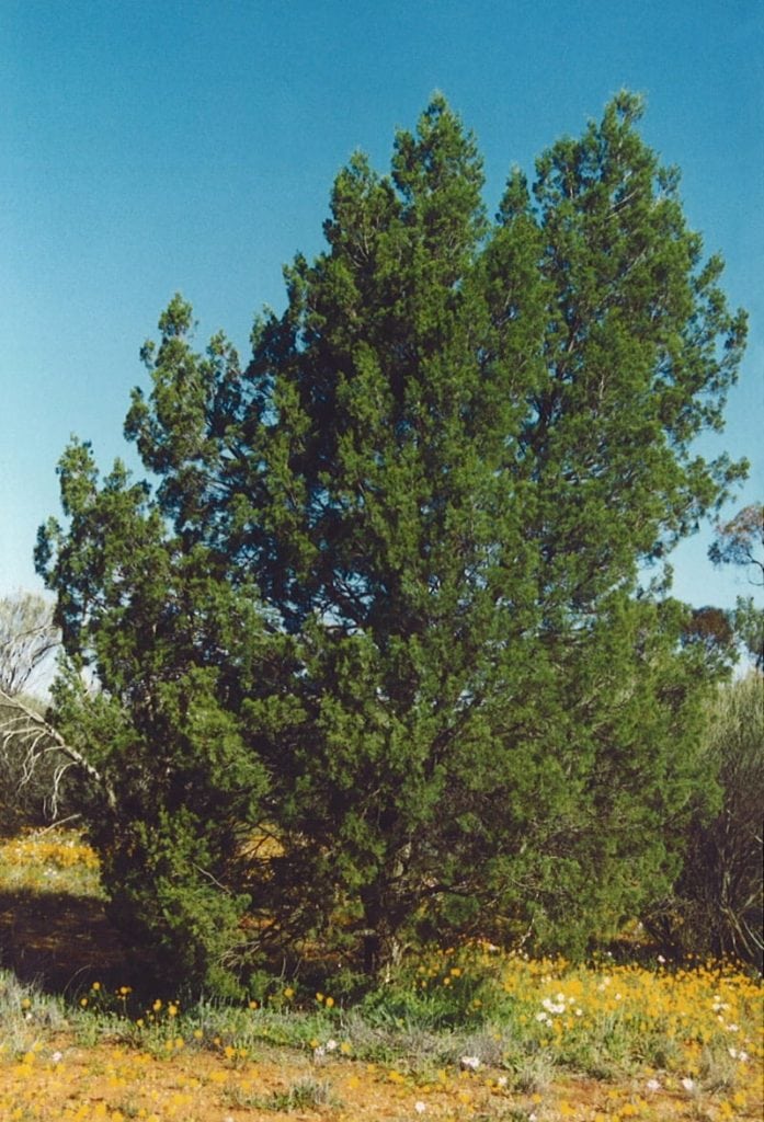 Cypress Pine