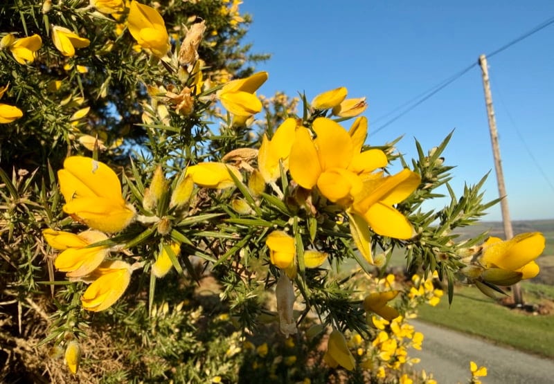 Gorse