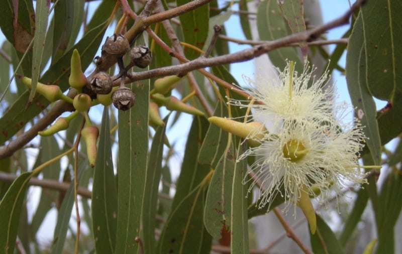 Gum Saplings