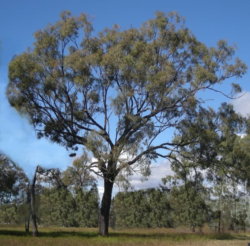 Iron Bark