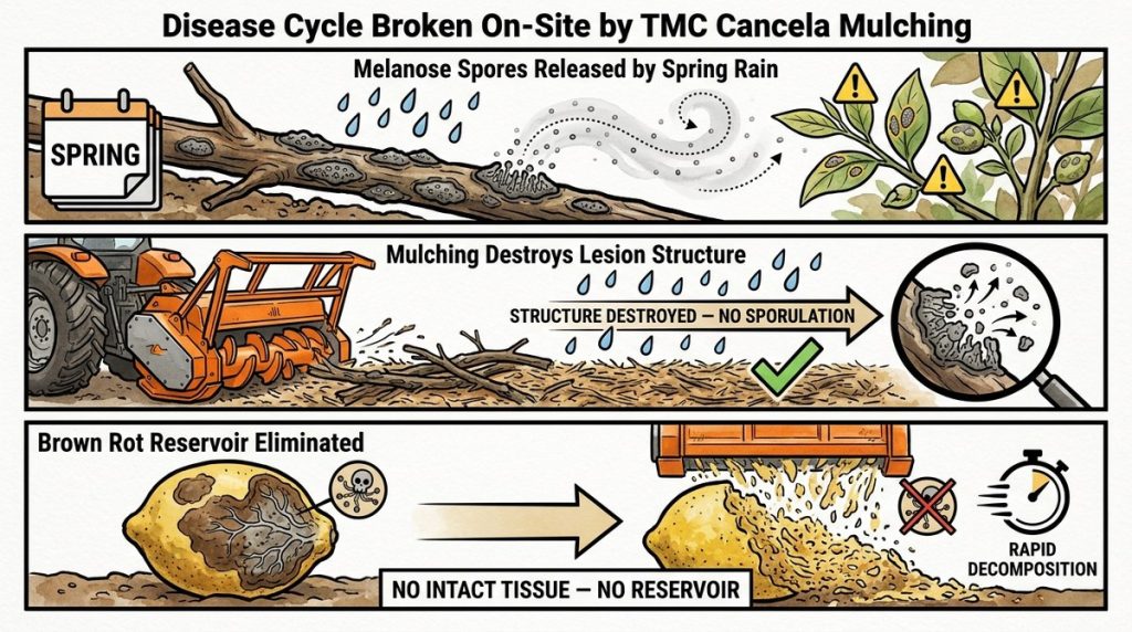 Lemon Disease Cycle Broken L