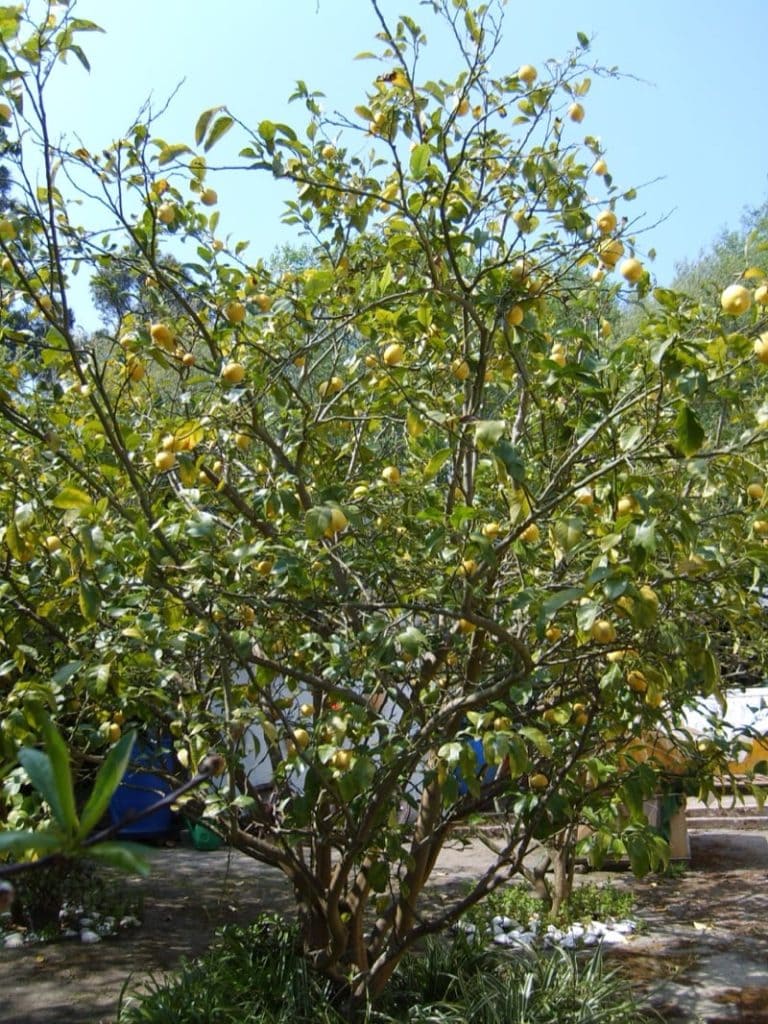 Lemon Tree