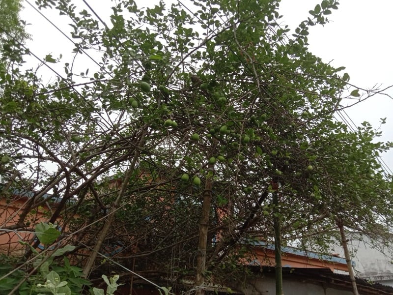 Lime Tree