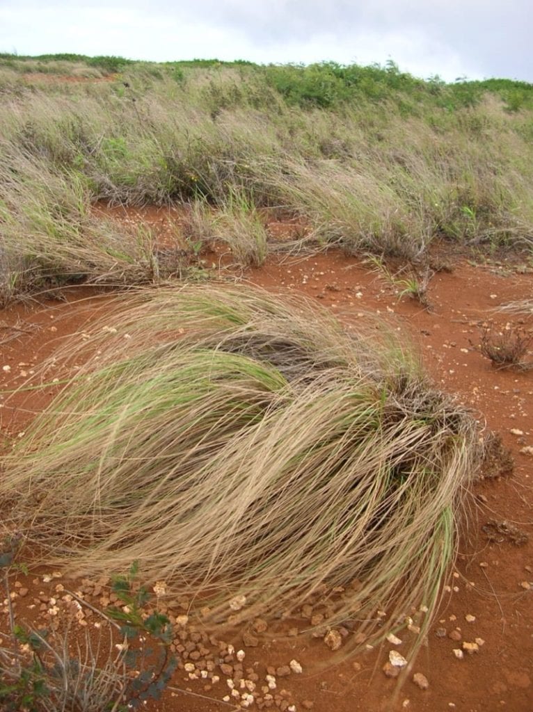 Love Grass