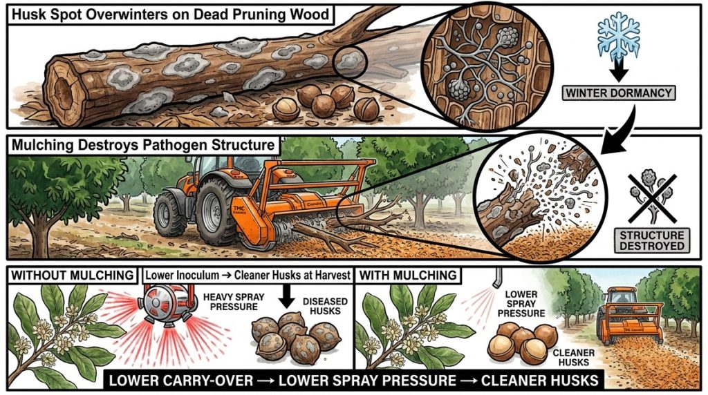Macadamia Husk Spot Inoculum L