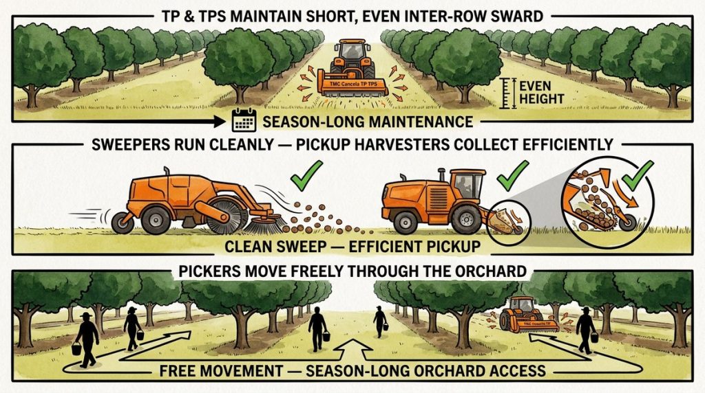 Macadamia Inter Row Sward R