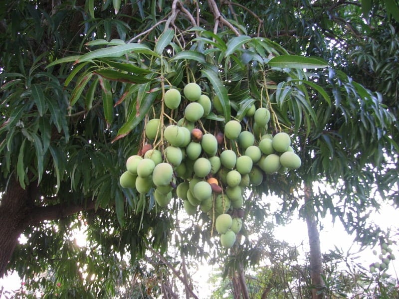 Mango Tree