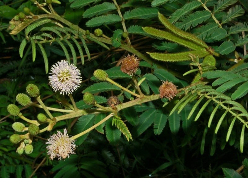Mimosa