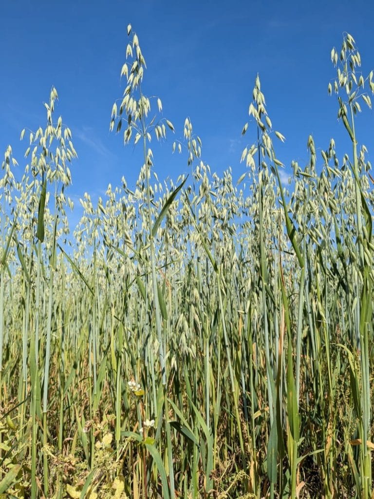 Oat Plant