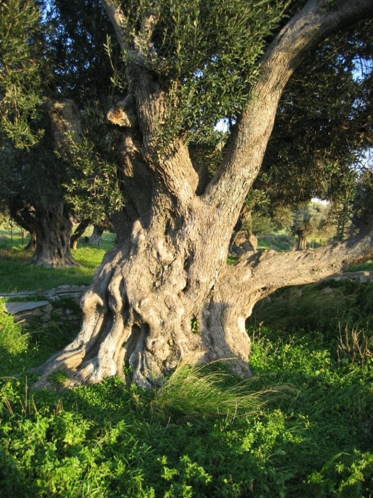 Olive Tree