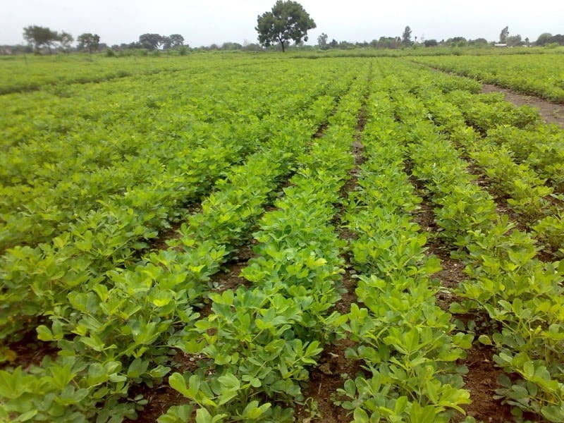 Peanut Plant