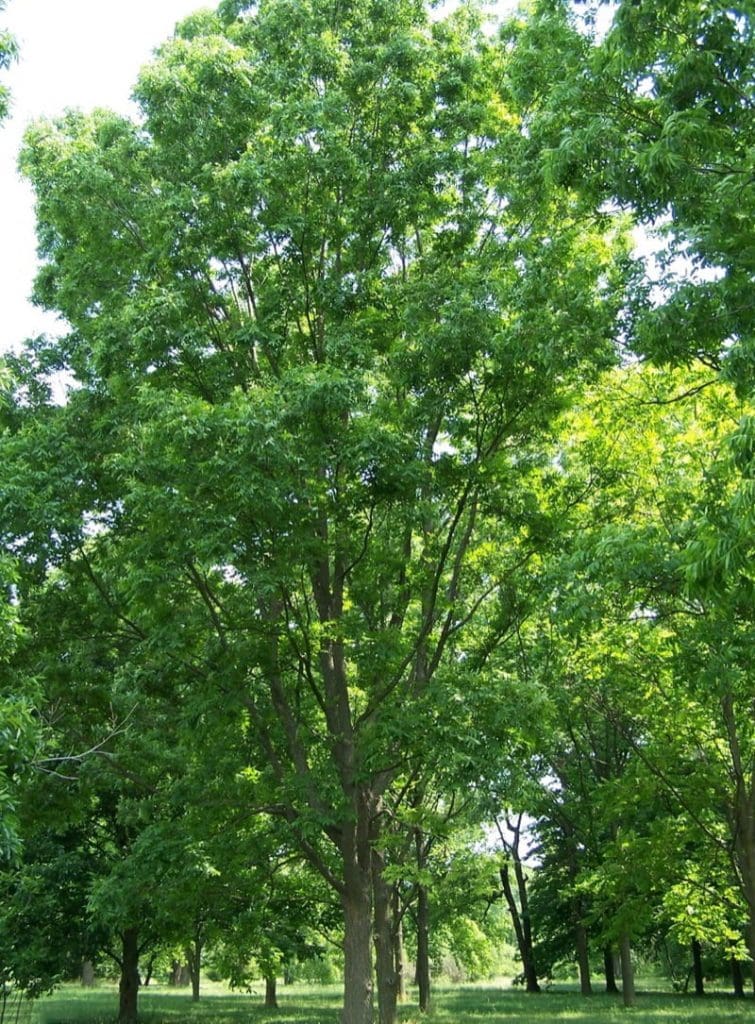 Pecan Tree