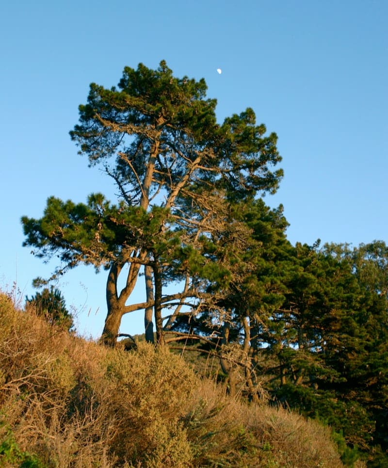 Pine Tree