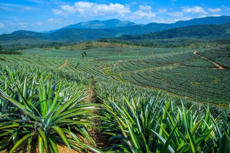Pineapple Plant