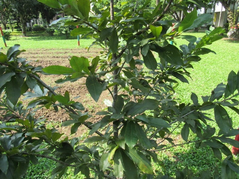 Pistachio Tree