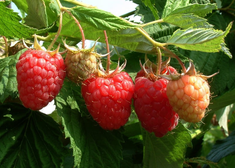 Raspberry Cane