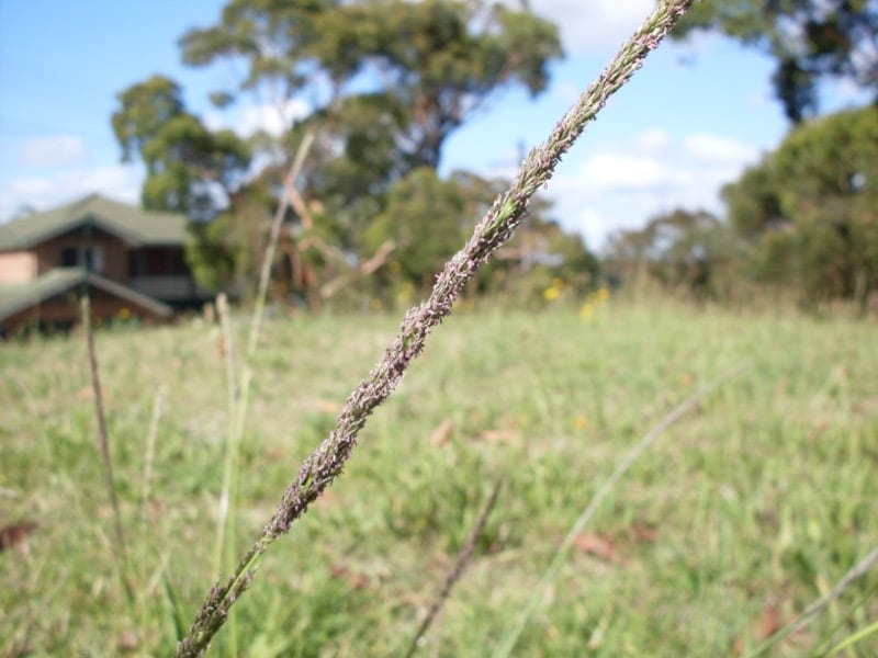 Rats Tail Grass
