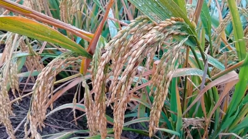 Rice Plant