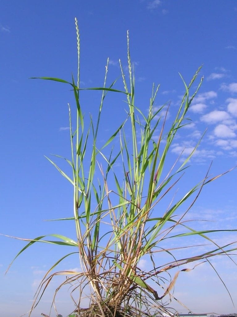Rye Grass