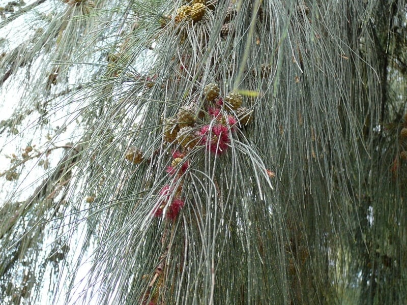 Sheoak