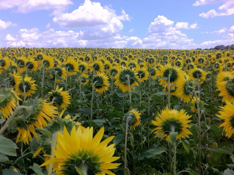 Sunflower