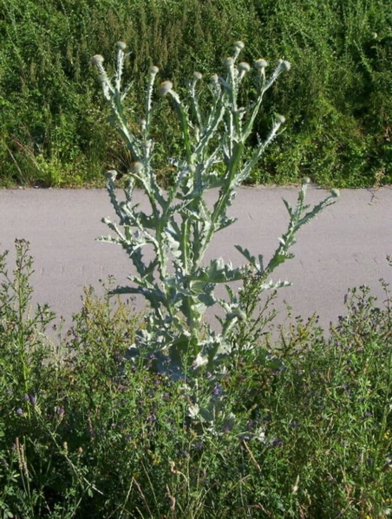 Thistle