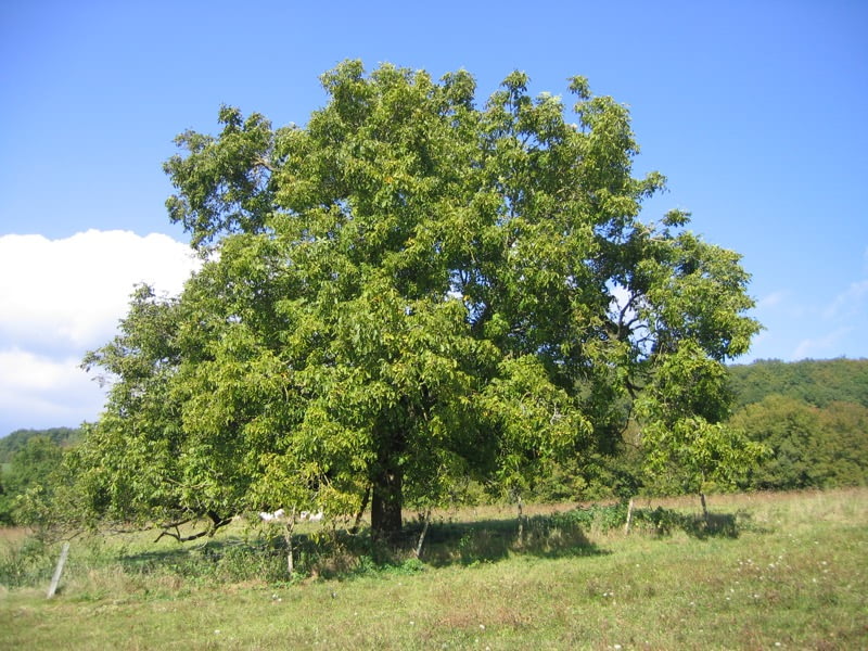 Walnut Tree