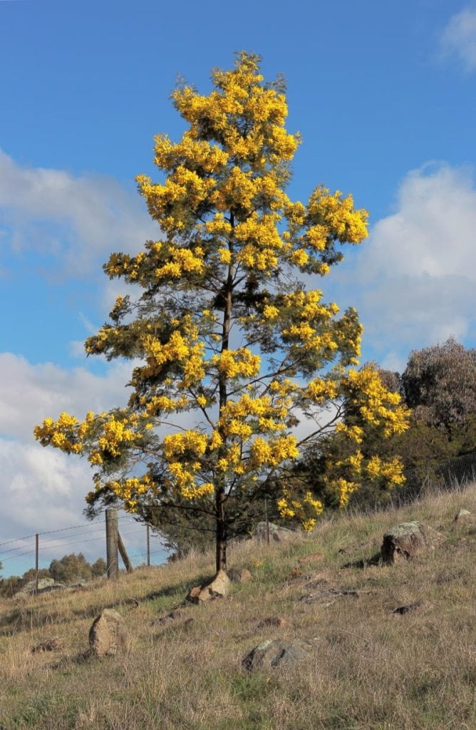 Wattle