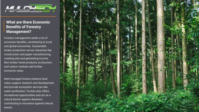Forestry Management | Mulchtech - Mulchers | 0439 666 535 | Forest ...