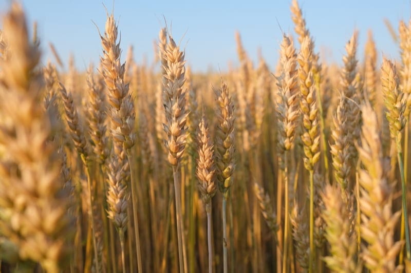 Wheat Stubble