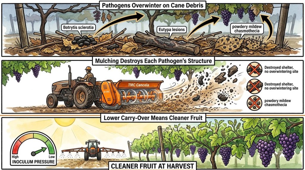Wine Grape Disease Cycle L