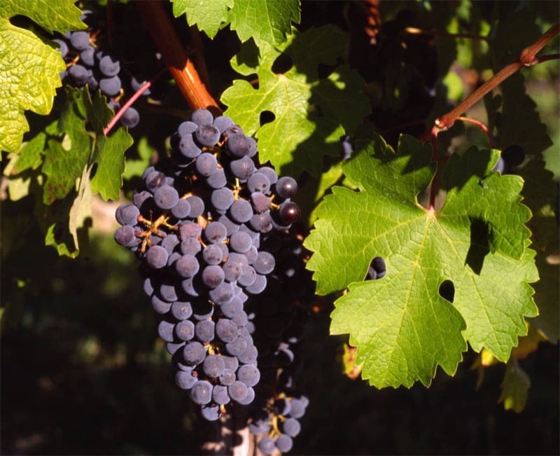Wine Grape
